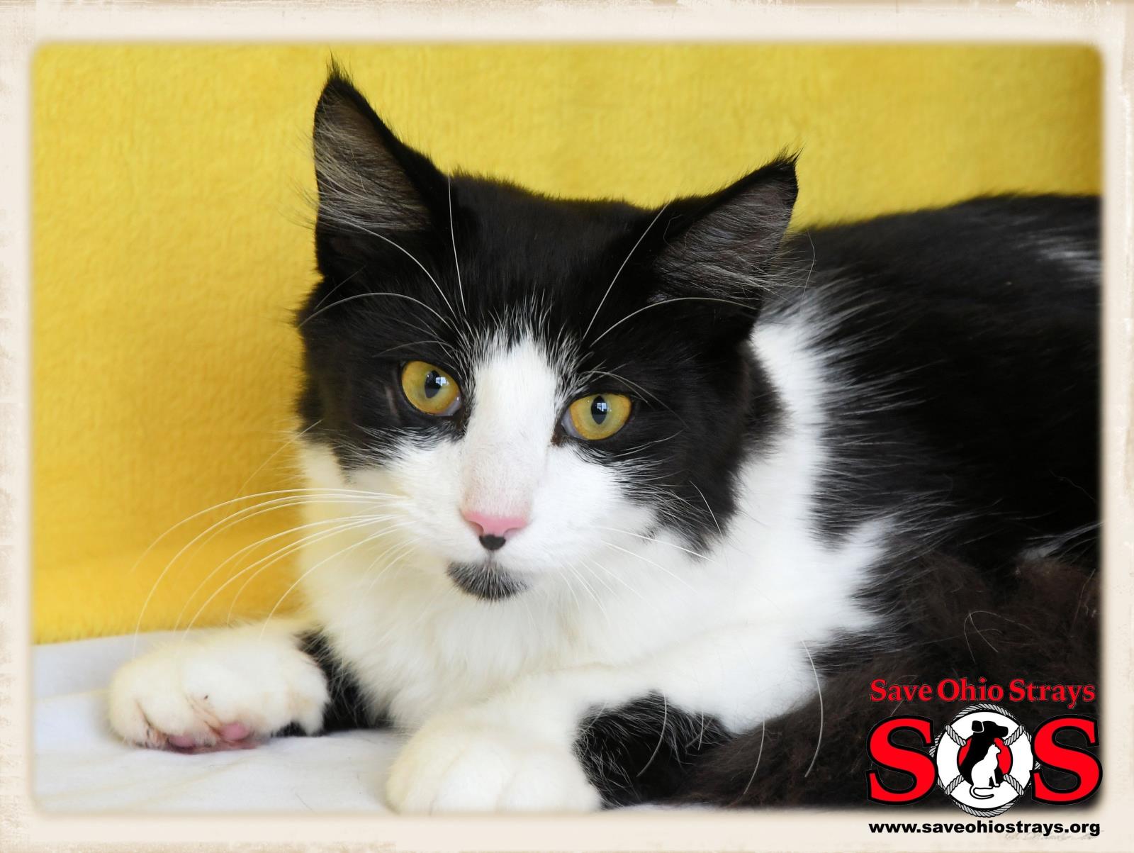 Linc--ADOPTION PENDING