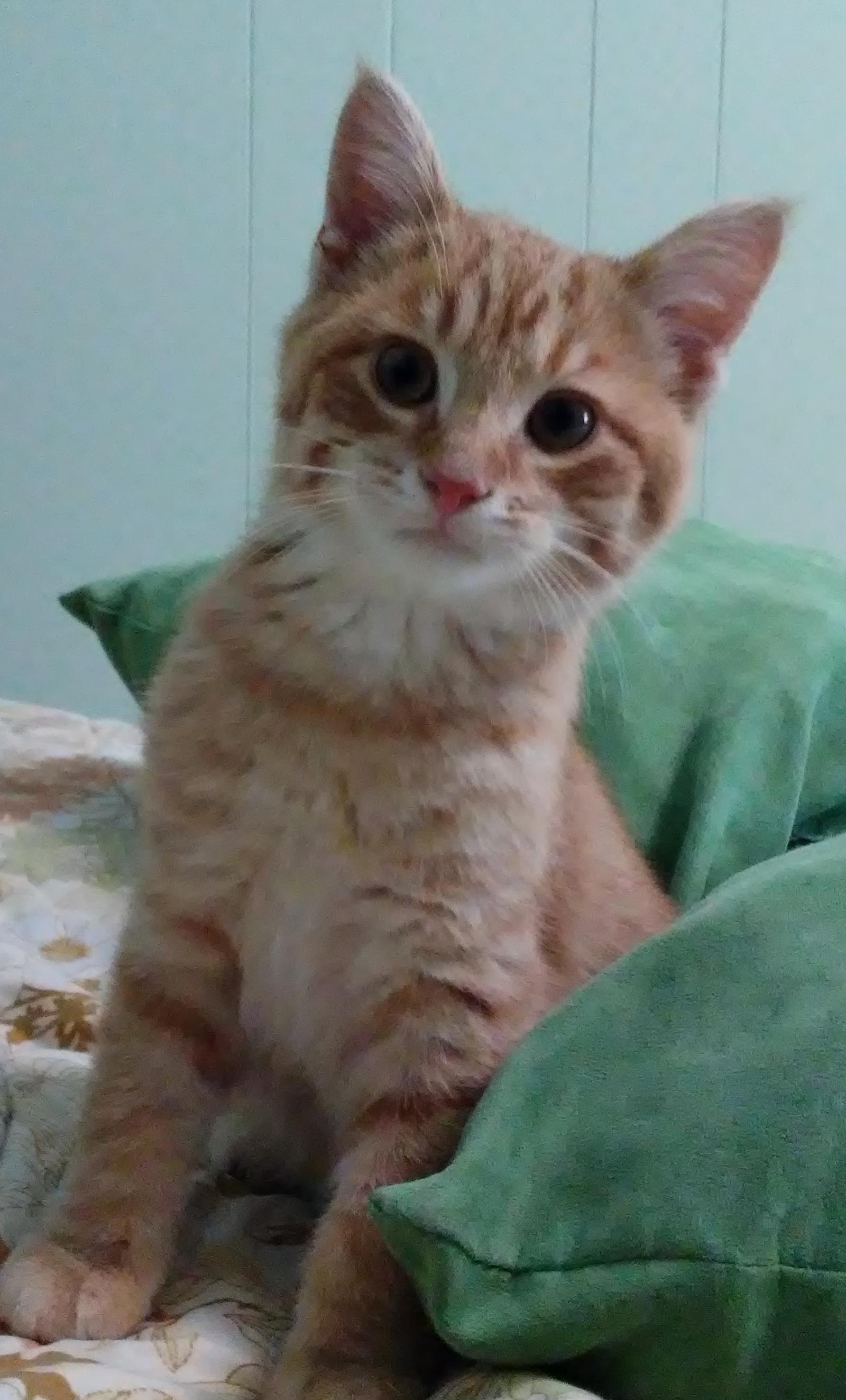 Jelly Bean---Adoption Pending