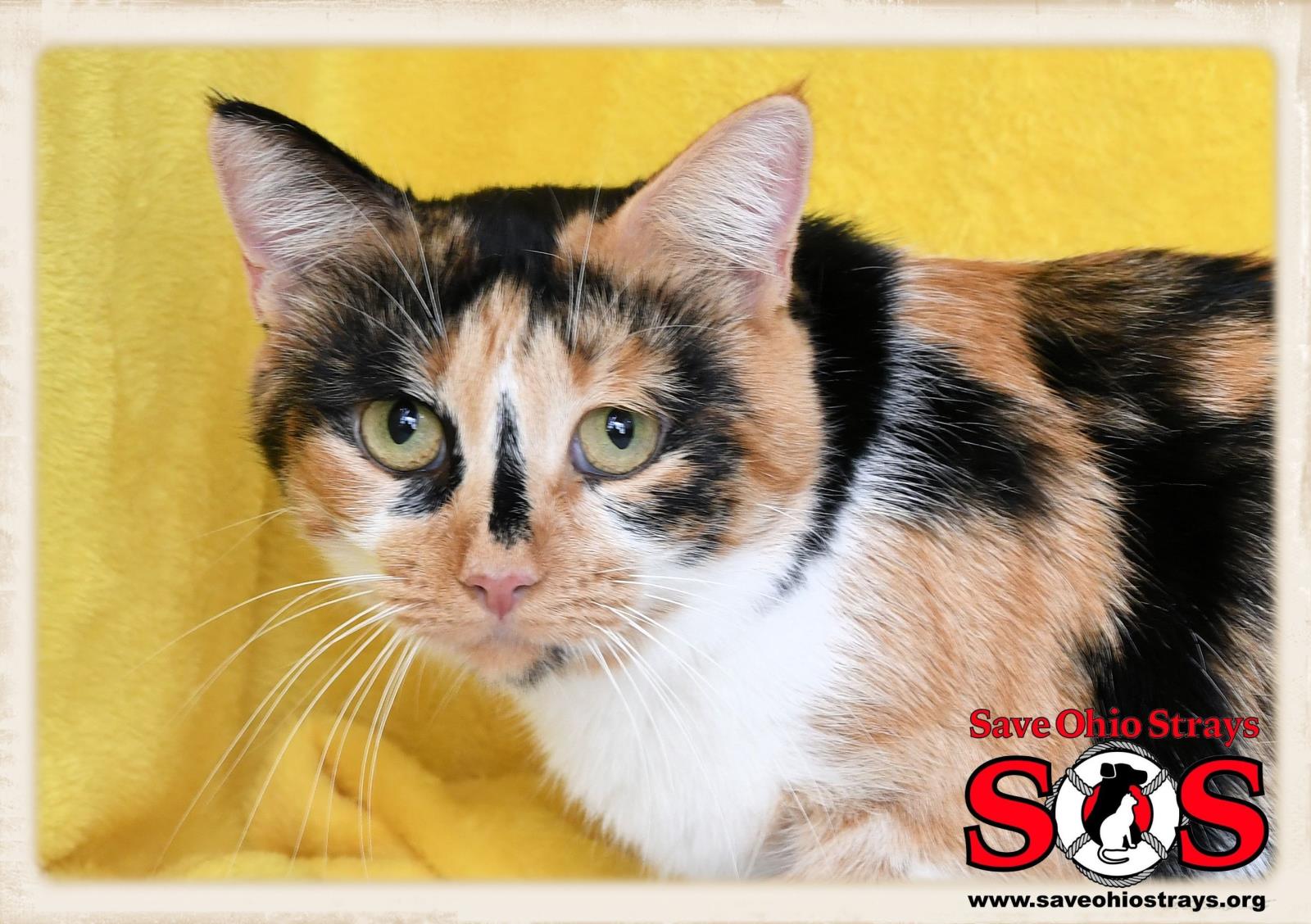 Autumn--Adoption Pending