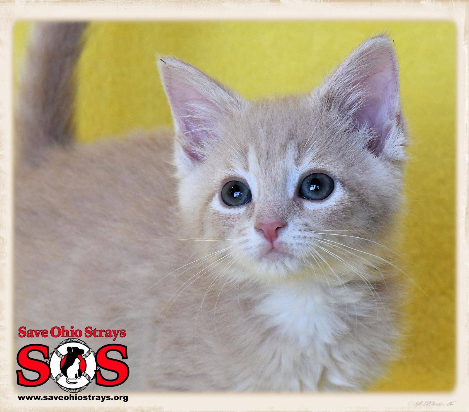 Bella-adoption pending