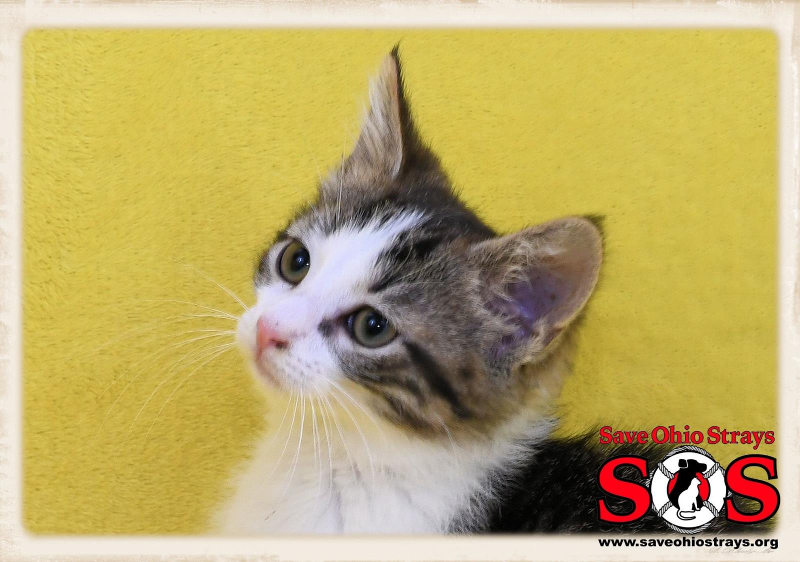 Brittany--Adoption Pending