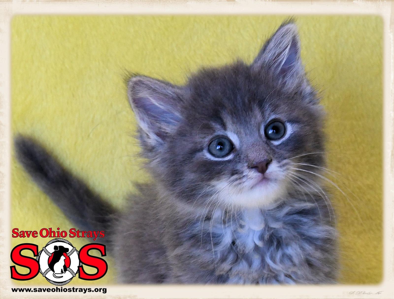 Buckey--ADOPTION PENDING