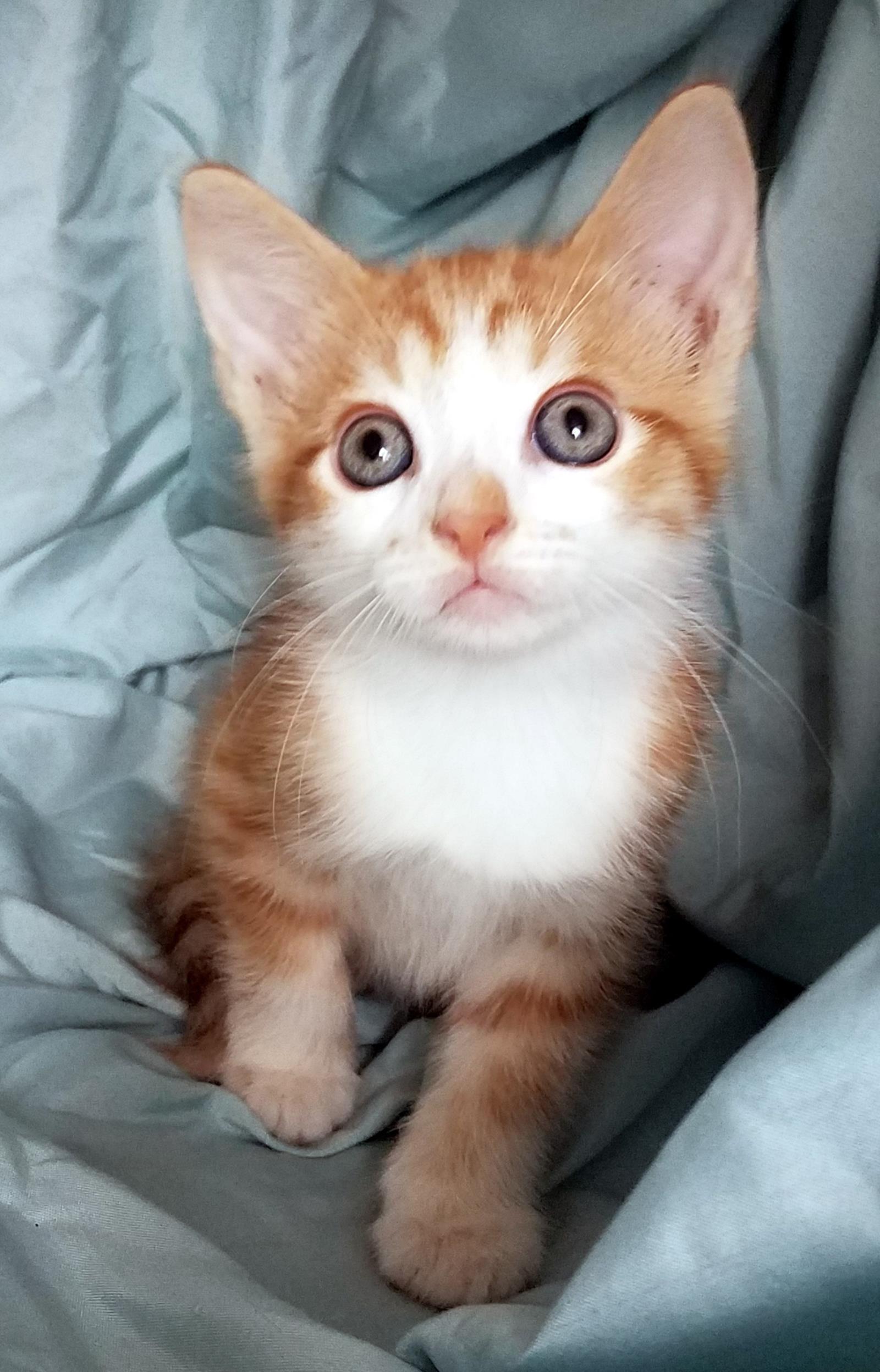 Capn' Crunch--Adoption Pending