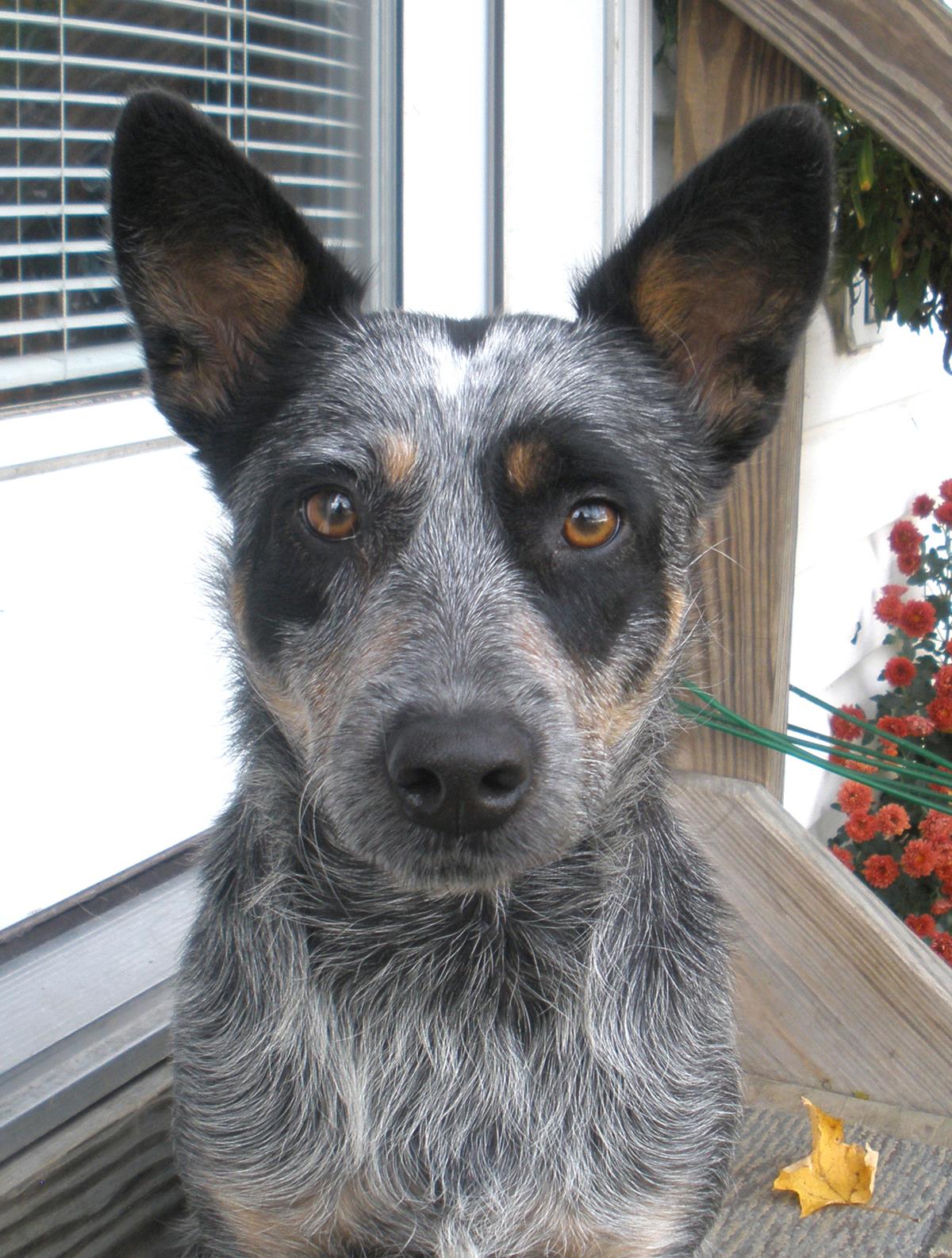 Cassie ADOPTION PENDING