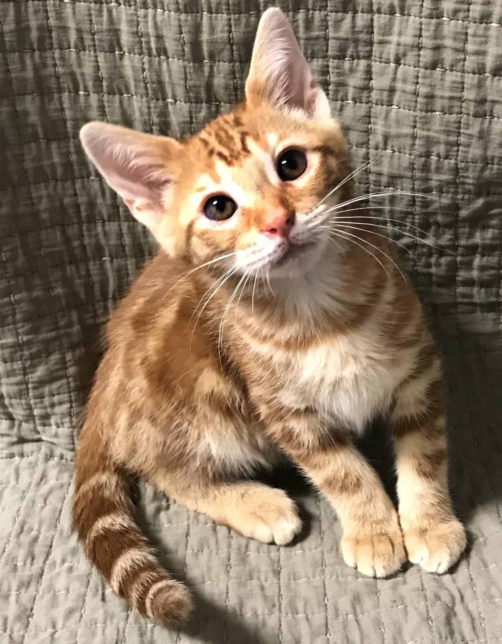 Hickory