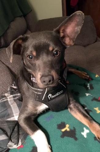 Jack-ADOPTION PENDING