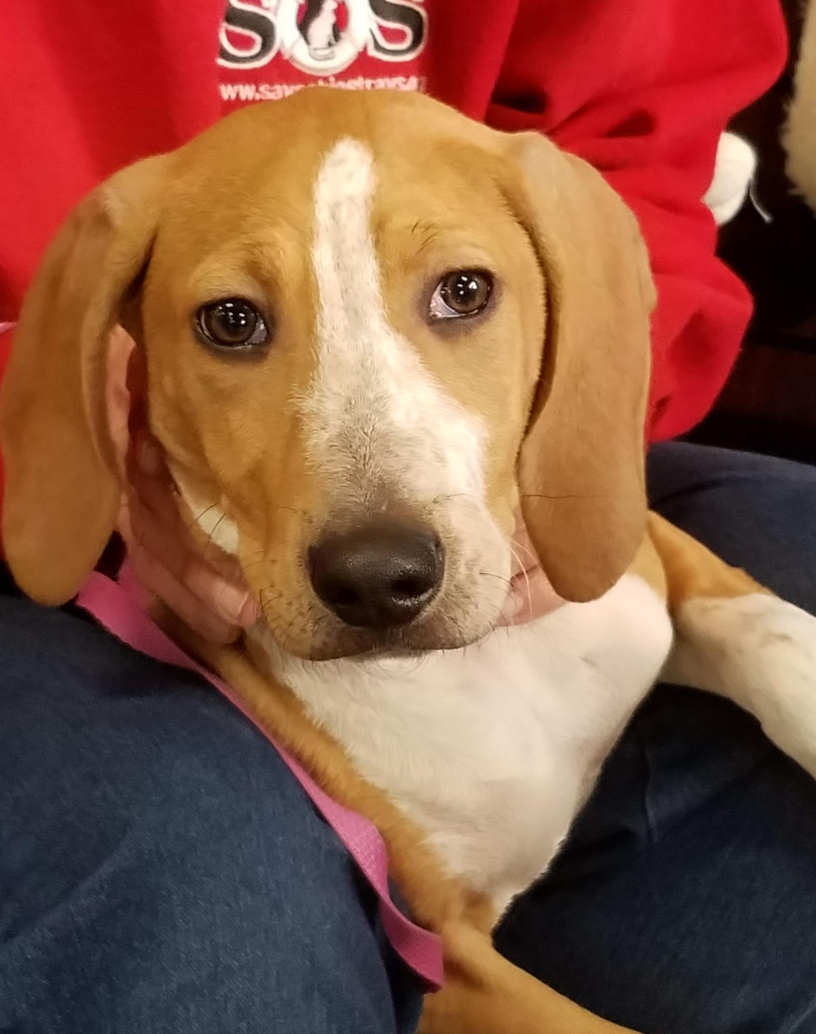 Jolene