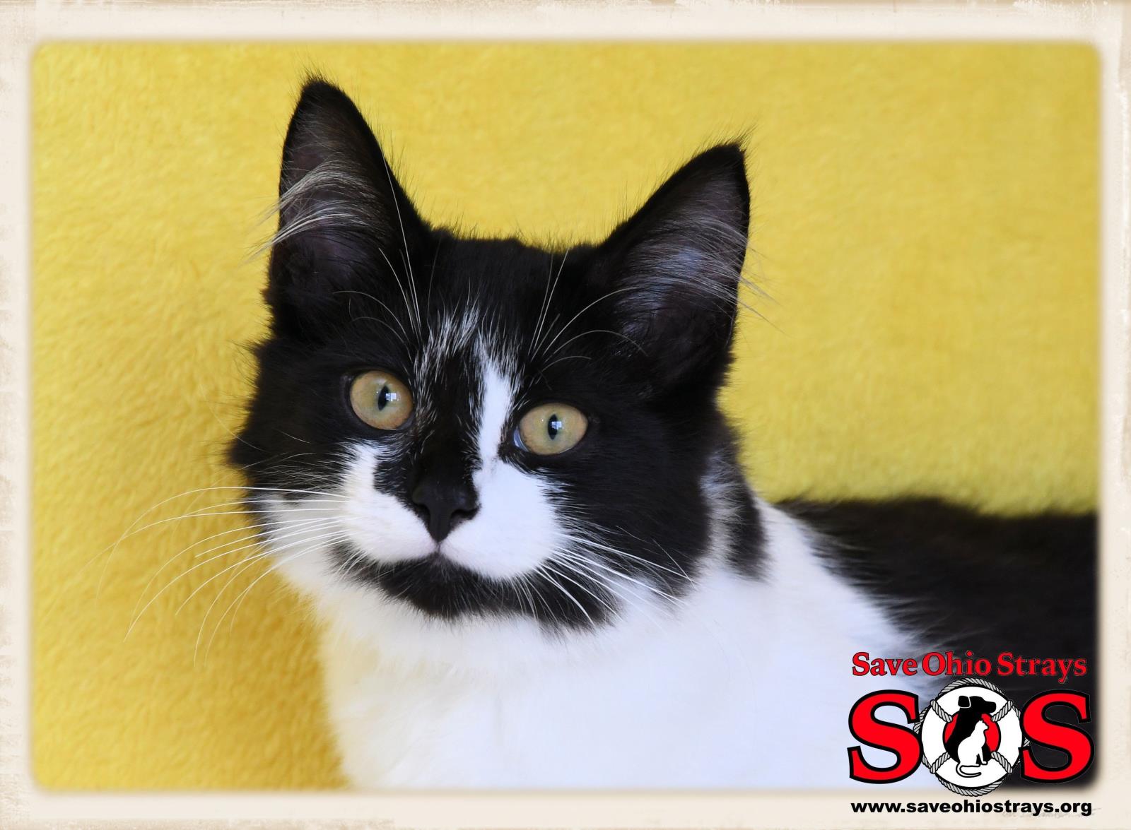 Kimber--ADOPTION PENDING
