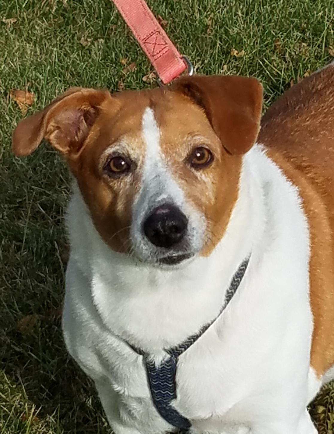 Molly-ADOPTION PENDING