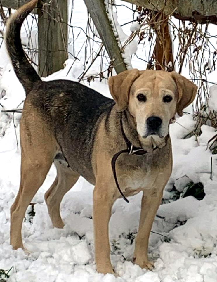 Maggie ADOPTION PENDING