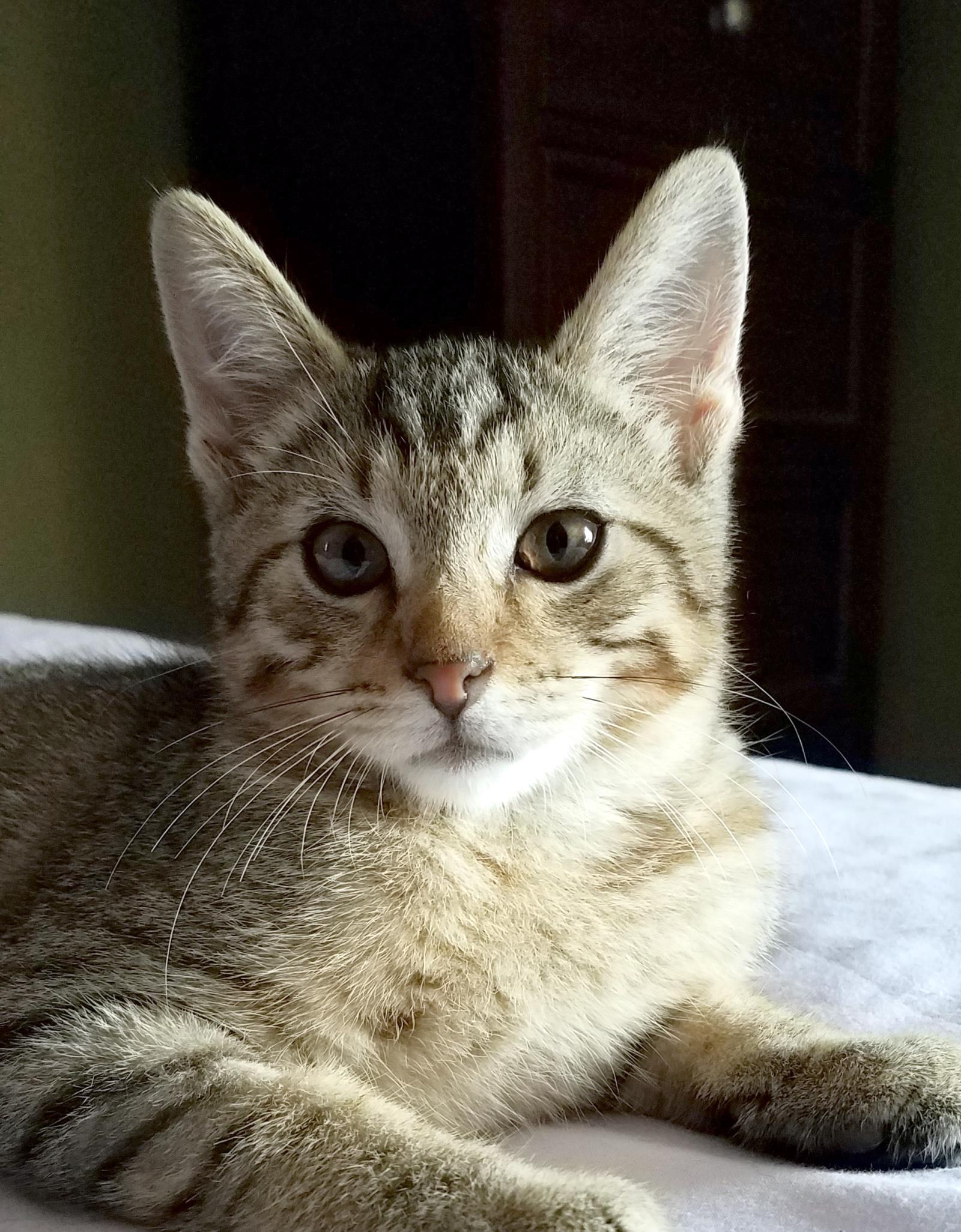 Owen