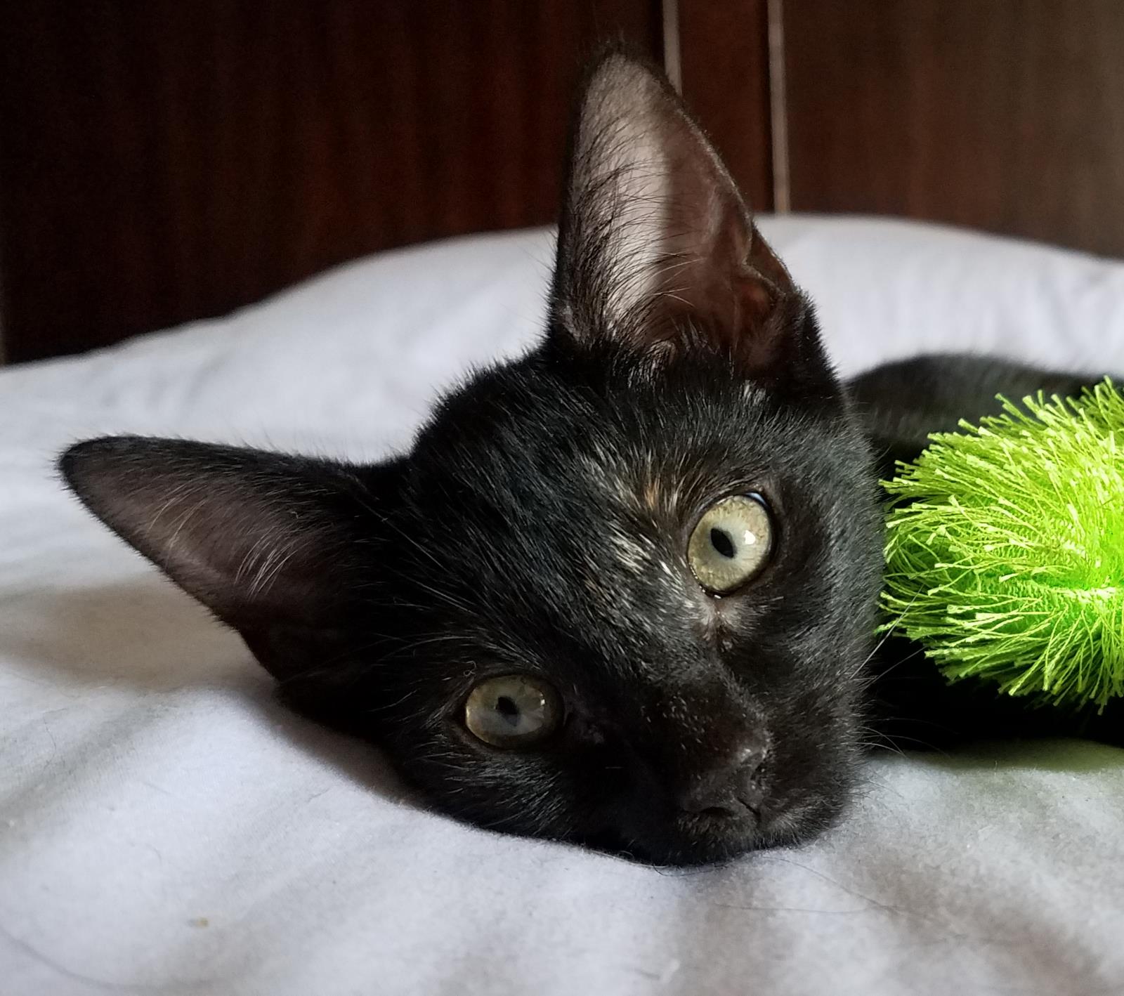 Rosie