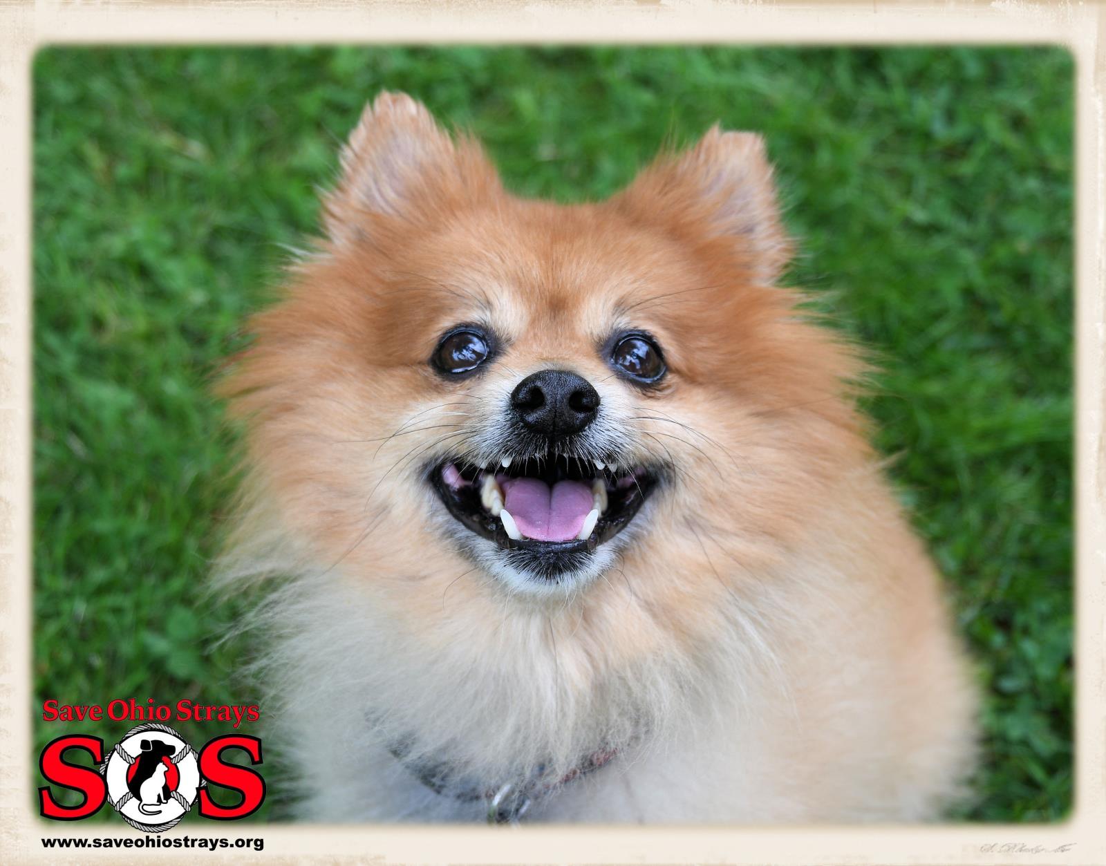 Teddy-Adoption Pending