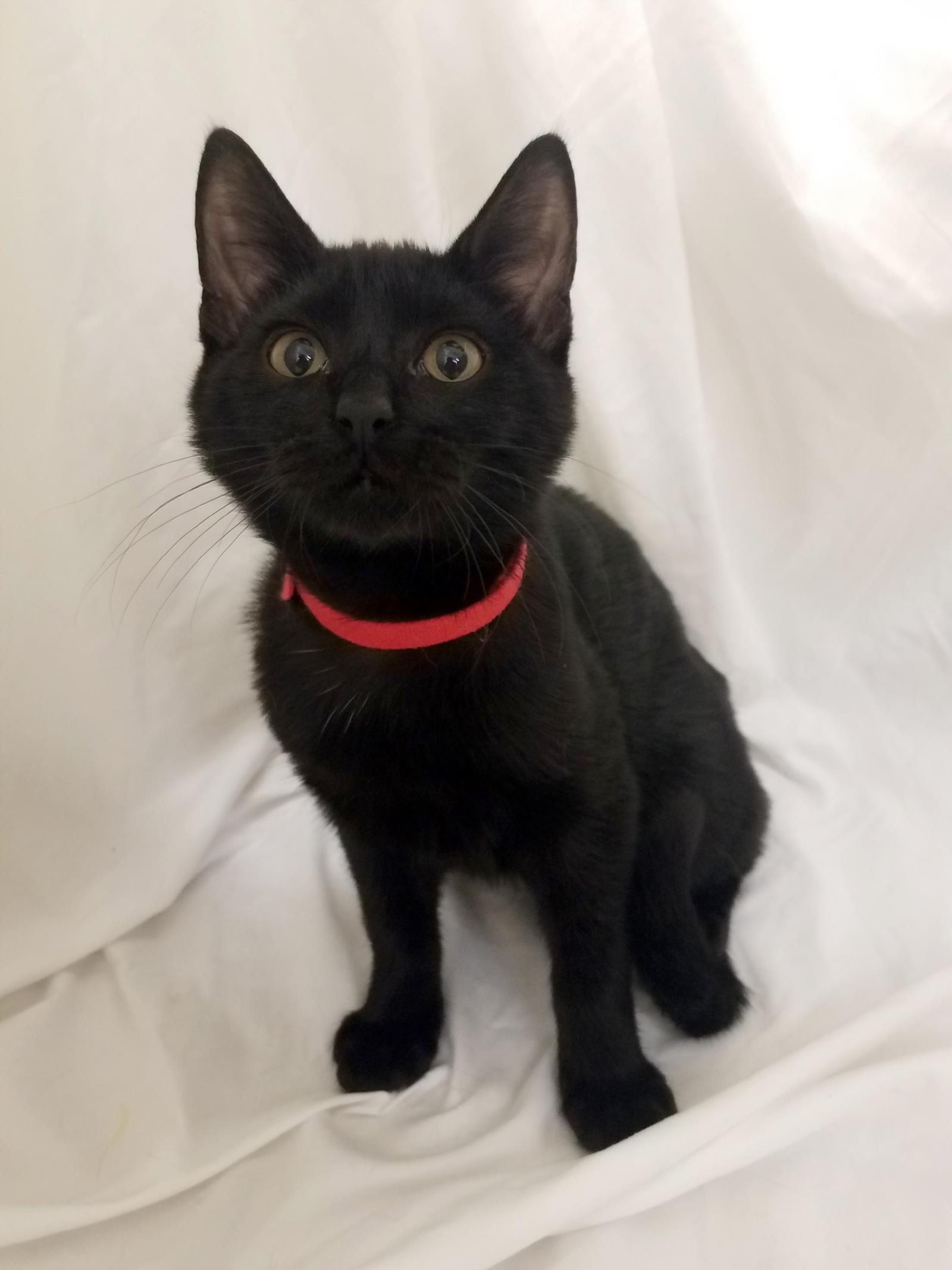 Tom