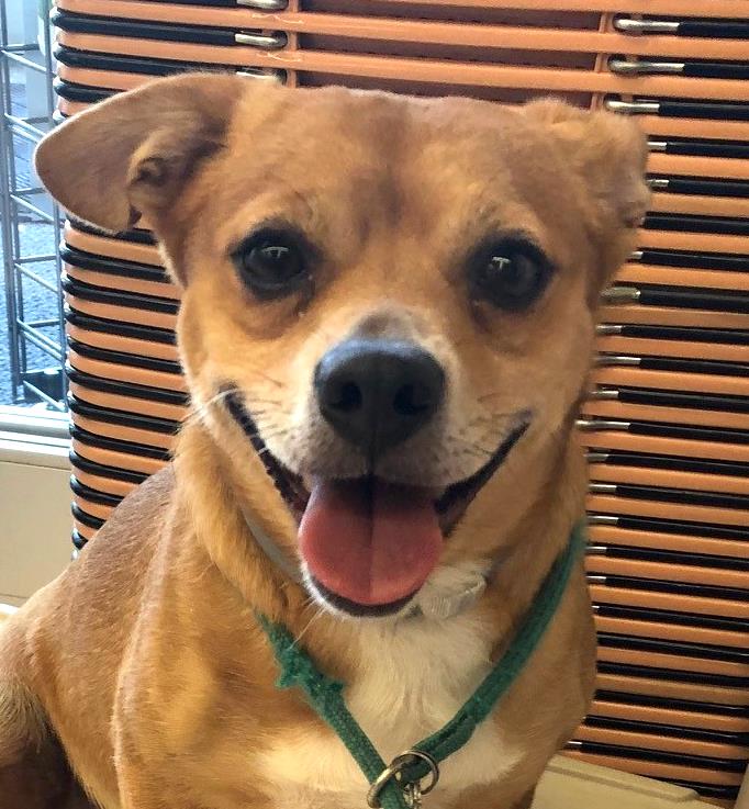 Zander-adoption pending