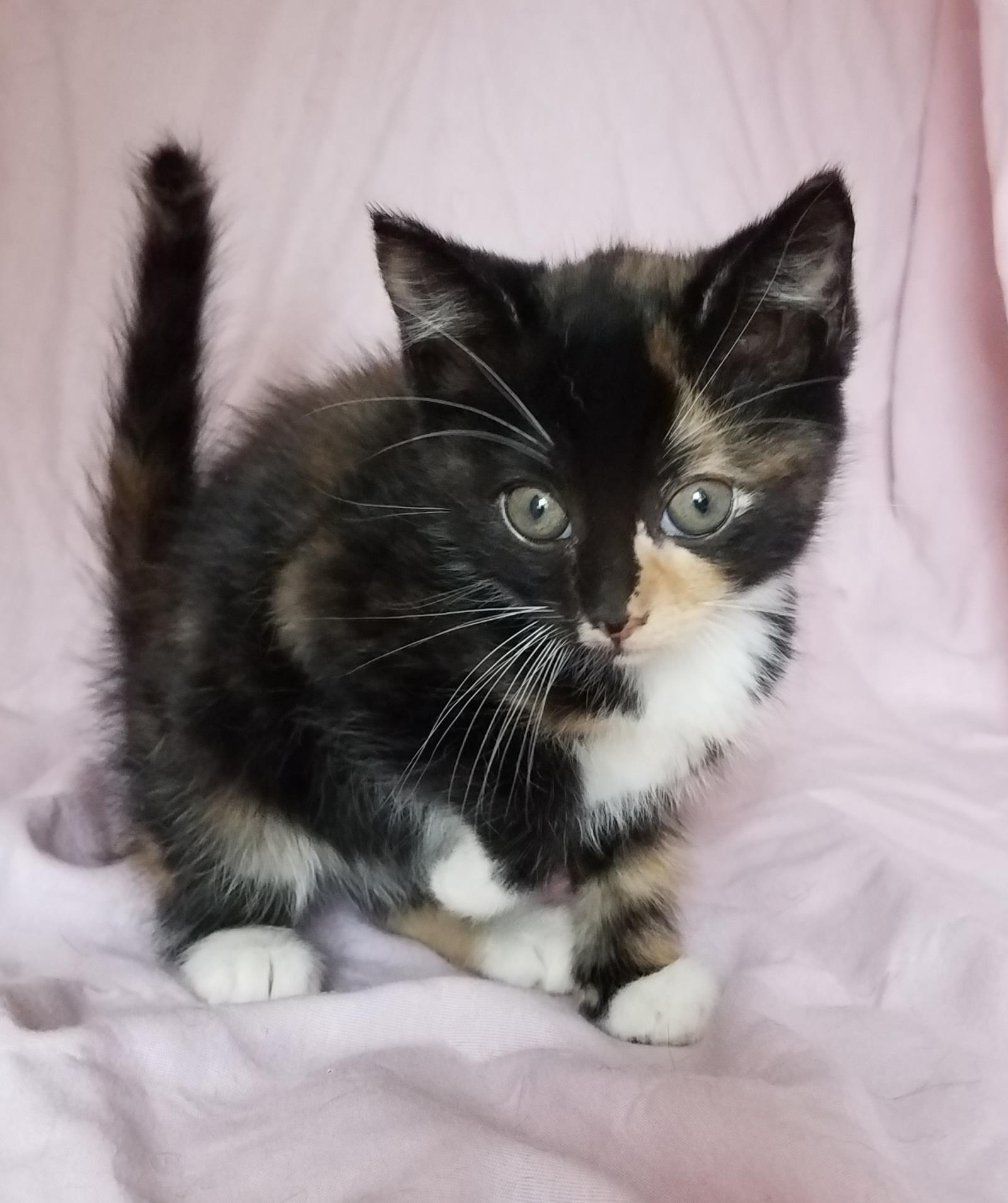 Cookie Crisp--Adoption Pending