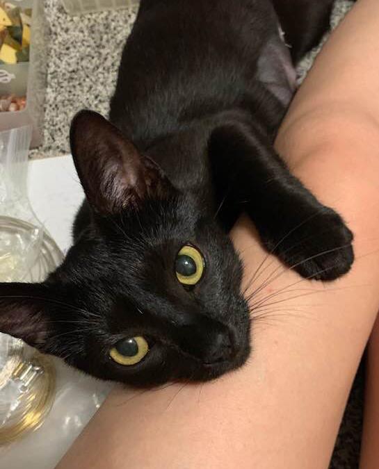 Dani