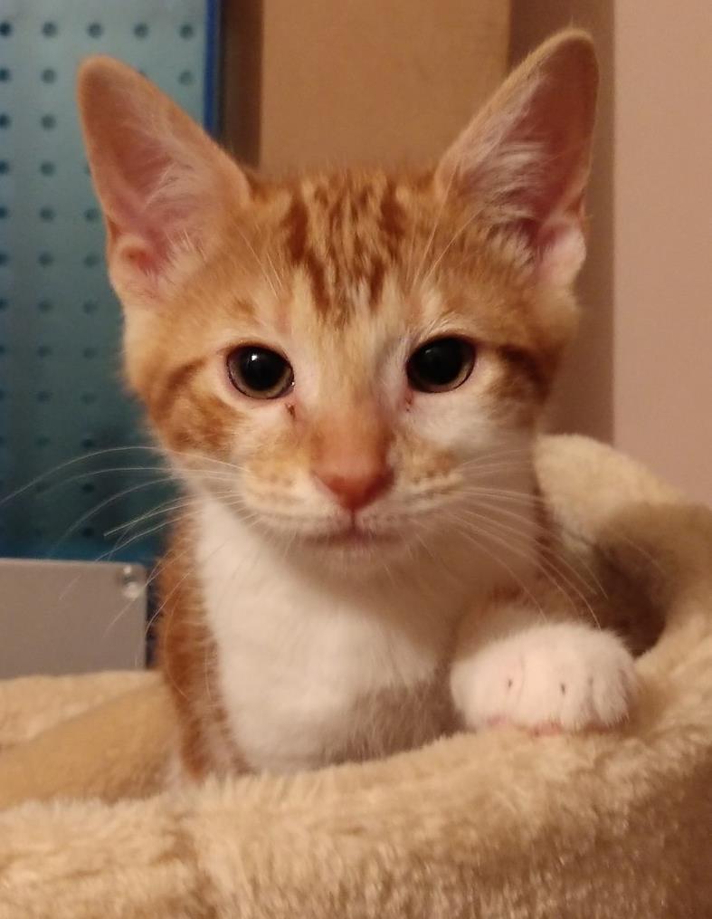 Taco