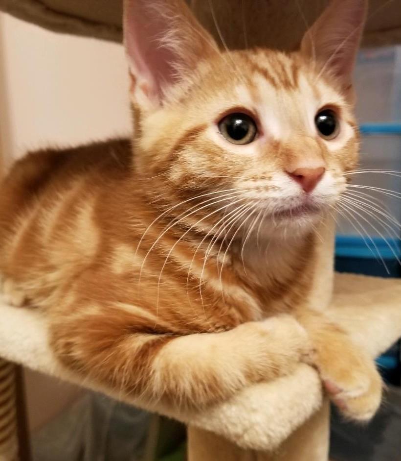 Nacho