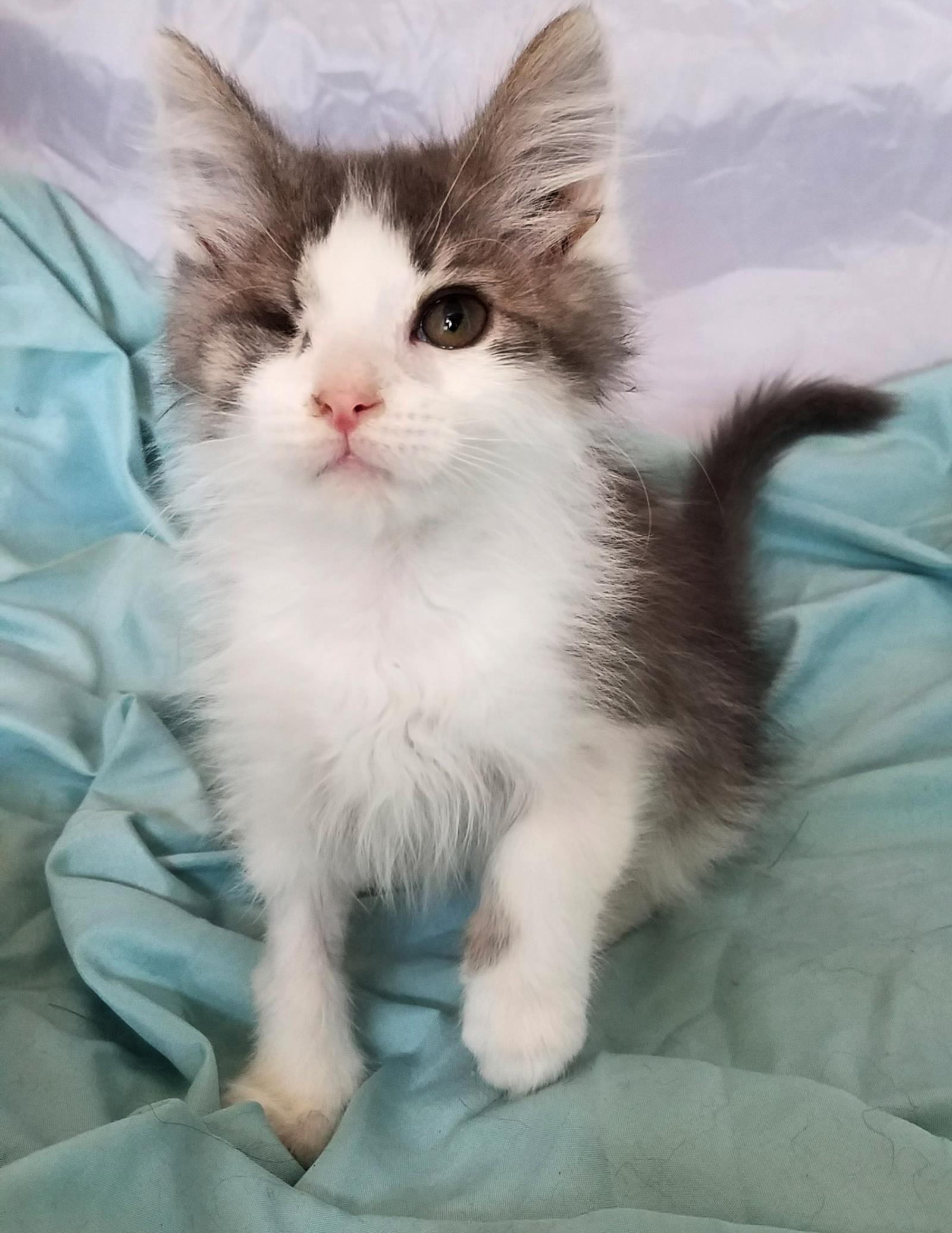 Zeeman ADOPTION PENDING