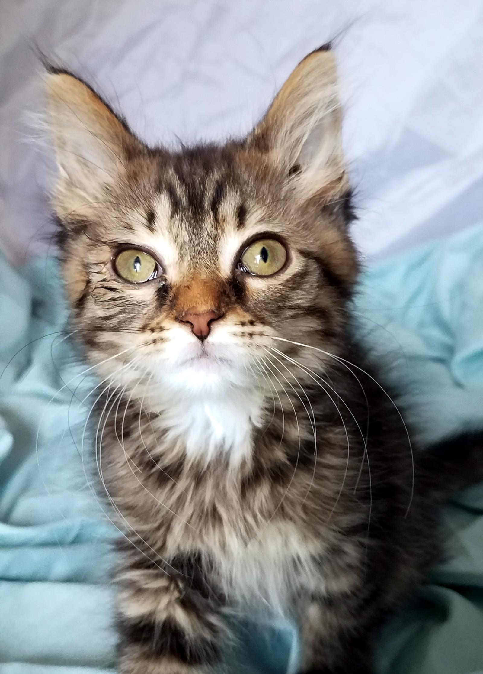 Zeke ADOPTION PENDING