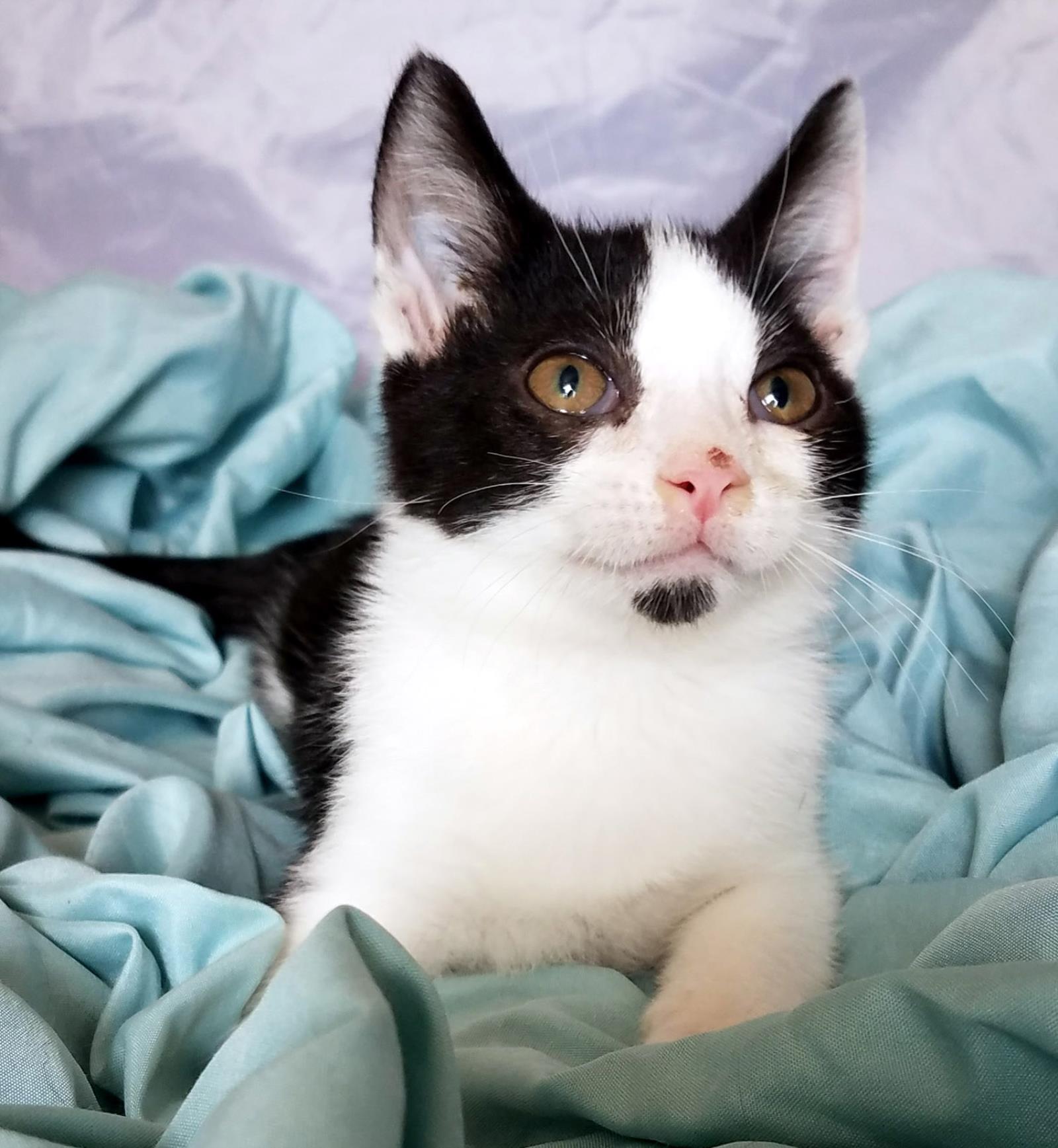 Zeno ADOPTION PENDING
